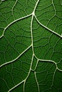 Biomorphic design tree leaf macro. Royalty Free Stock Photo