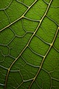 Biomorphic design tree leaf macro. Royalty Free Stock Photo