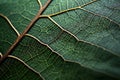 Biomorphic design tree leaf macro. Royalty Free Stock Photo
