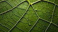 Biomorphic design tree leaf macro. Royalty Free Stock Photo