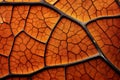 Biomorphic design tree leaf macro. Royalty Free Stock Photo