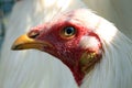 Bionda Chicken Royalty Free Stock Photo