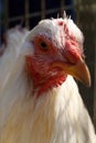 Bionda Chicken Royalty Free Stock Photo