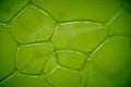 Bionic green abstract background.