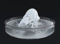 Bioprint of a heart, 3D printing of a heart, concept of the future in medicine - 3D rendering