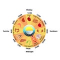 Daily Biorhythm of Internal Organs