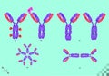 BioScience antibody types immunoglobulin, Y-shaped molecules that bind to specific antigens viral or bacterial proteins Royalty Free Stock Photo