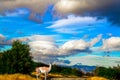 Biosphere Reserve. Guanaco