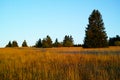 Golden oat grass growing in the Biosphere reserve Rhoen, landscape in sunset light in summer