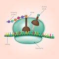 Biosynthesis of protein on ribosome in vector Royalty Free Stock Photo