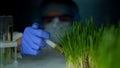 Biotechnologist injecting liquid in grass sample, genetic breeding, agriculture