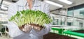 Biotechnologist shows grown plant cultures Royalty Free Stock Photo