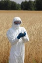 Biotechnology engineer on field examining ripe ears of grain