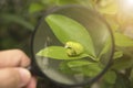 Biotechnology scientist with magnifying glass in hand