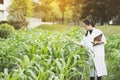 Biotechnology woman engineer examining plant leaf for disease Royalty Free Stock Photo