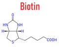 Biotin or vitamin B7 molecule. Skeletal formula.