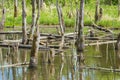 Biotope with tree stumps in water Royalty Free Stock Photo
