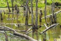 Biotope with tree stumps in water Royalty Free Stock Photo