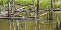 Biotope with tree stumps Royalty Free Stock Photo