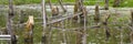 Biotope with tree stumps Royalty Free Stock Photo