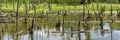 Biotope with tree stumps in the water Royalty Free Stock Photo