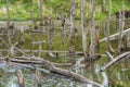 Biotope with tree stumps in the water Royalty Free Stock Photo