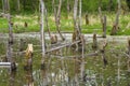 Biotope with tree stumps in water Royalty Free Stock Photo
