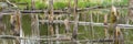 Biotope with tree stumps in water Royalty Free Stock Photo