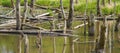 Biotope with tree stumps in the water Royalty Free Stock Photo