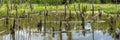 Biotope with tree stumps in the water Royalty Free Stock Photo