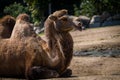 Bipedal camel with flies on its face Royalty Free Stock Photo