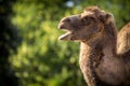 Bipedal camel portrait in nature Royalty Free Stock Photo