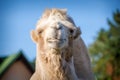 Bipedal camel portrait in nature Royalty Free Stock Photo