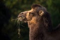 Bipedal camel portrait in nature park