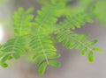 Bipinnate Fresh Green Leaves of Leucaena leucocephala Wild Tamarind Tree Royalty Free Stock Photo