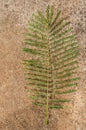 Royal Poinciana Leaf