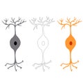 Bipolar neuron, nerve cells neurons Royalty Free Stock Photo