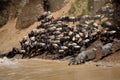 Bir group of animals drinking water on the shore of a lake