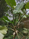 Bira or Alocasia macrorrhizos is a plant that produces edible tubers. Bira is also known by the name of Javanese origin, sente.