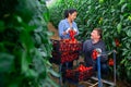 Biracial farmer couple harvesting red tomatoes in greenhouse Royalty Free Stock Photo