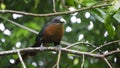 This is a birah lizard bird, with large, sharp eyes and a bluish-green plumage color. Royalty Free Stock Photo