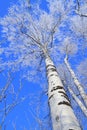 Birch