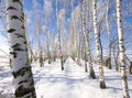 Birch alley