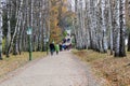 Birch Alley with beautiful street lamps in the estate of Leo Tolstoy in Yasnaya Polyana