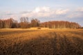 The birch alley behind the plowed field beautifully illuminated at sunset