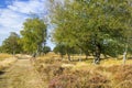 Birch alley in National Park Hoge Veluwe in the Netherlands. Royalty Free Stock Photo