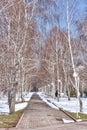 Birch alley in Park of first president, Almaty, Kazakhstan. Landscape in early spring. Royalty Free Stock Photo