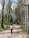 Birch alley in spring.