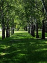 Birch Alley. trees alley. vertical