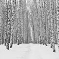 Birch alley in winter